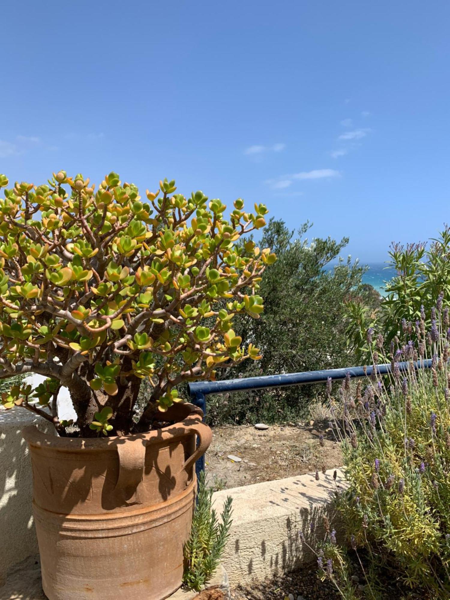 Villa Aliki Myrtos Extérieur photo